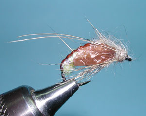 Sedge Pupa