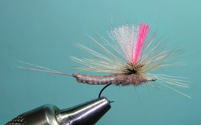 Hot Creek Caddis