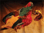 Golden Pheasant Skin