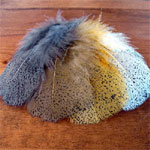 Mottled Turkey Flats