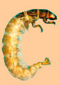 Spotted Sedge larva