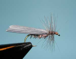 Olive Quill-Wing Caddis