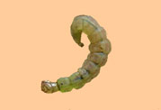 Green Rockworm Larvae