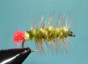 Olive/Brown Woolly Worm