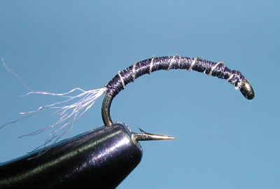 Zebra Midge, Larvae